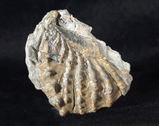 Scaphotrigonia navis (LAMARCK 1819) - Bild © FossNet FossilienStore